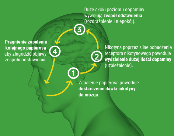 Ilustracja mózgu z widocznymi połączeniami neuronalnymi i cząsteczkami nikotyny.