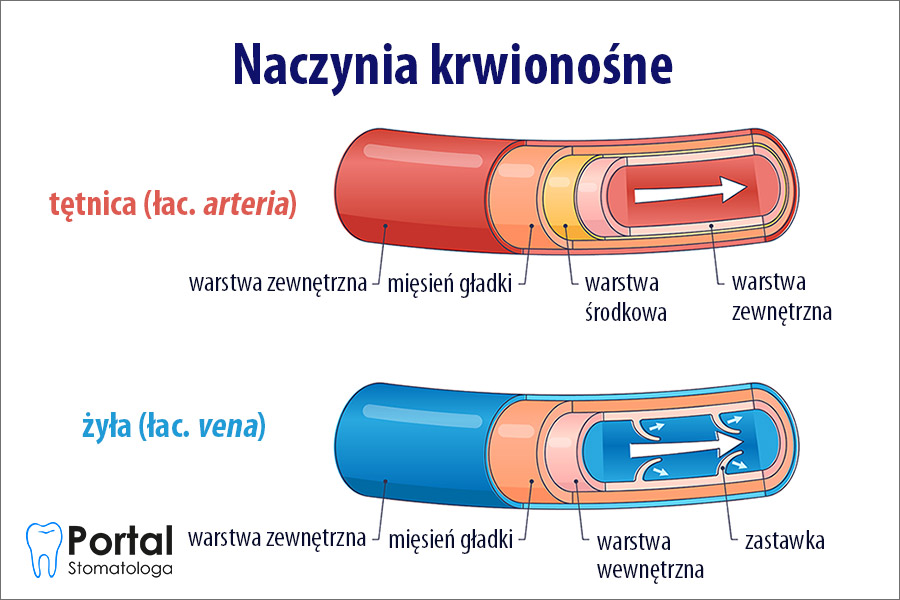 Ilustracja przedstawiająca zwężenie naczynia krwionośnego pod wpływem nikotyny.