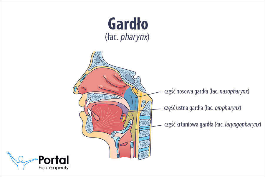 wizualizacja throat hit, uczucie drapania w gardle vape, mocne uderzenie w gardło e-papieros, grafika anatomia gardła - Gardło - Portal Fizjoterapeuty