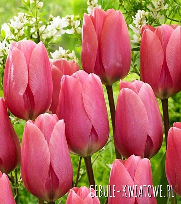 gigantyczny - Tulipan Gigantyczny Big Love 5 szt. - Cebule-kwiatowe.pl