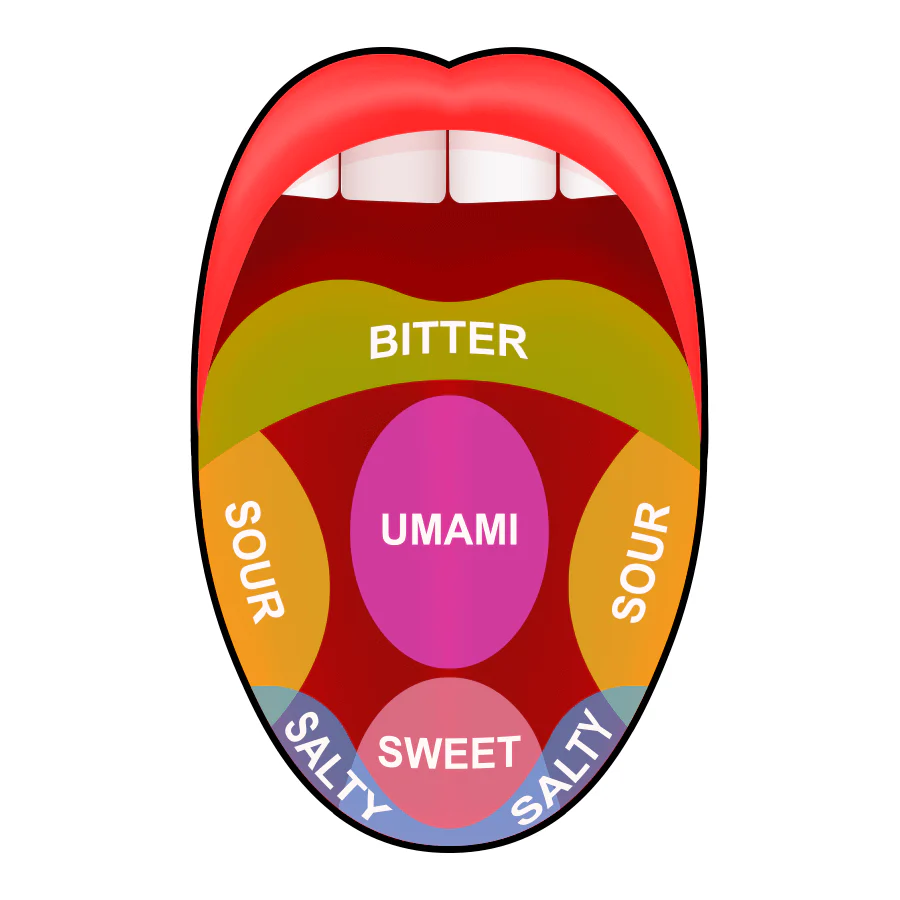 how taste works 2 1024x1024