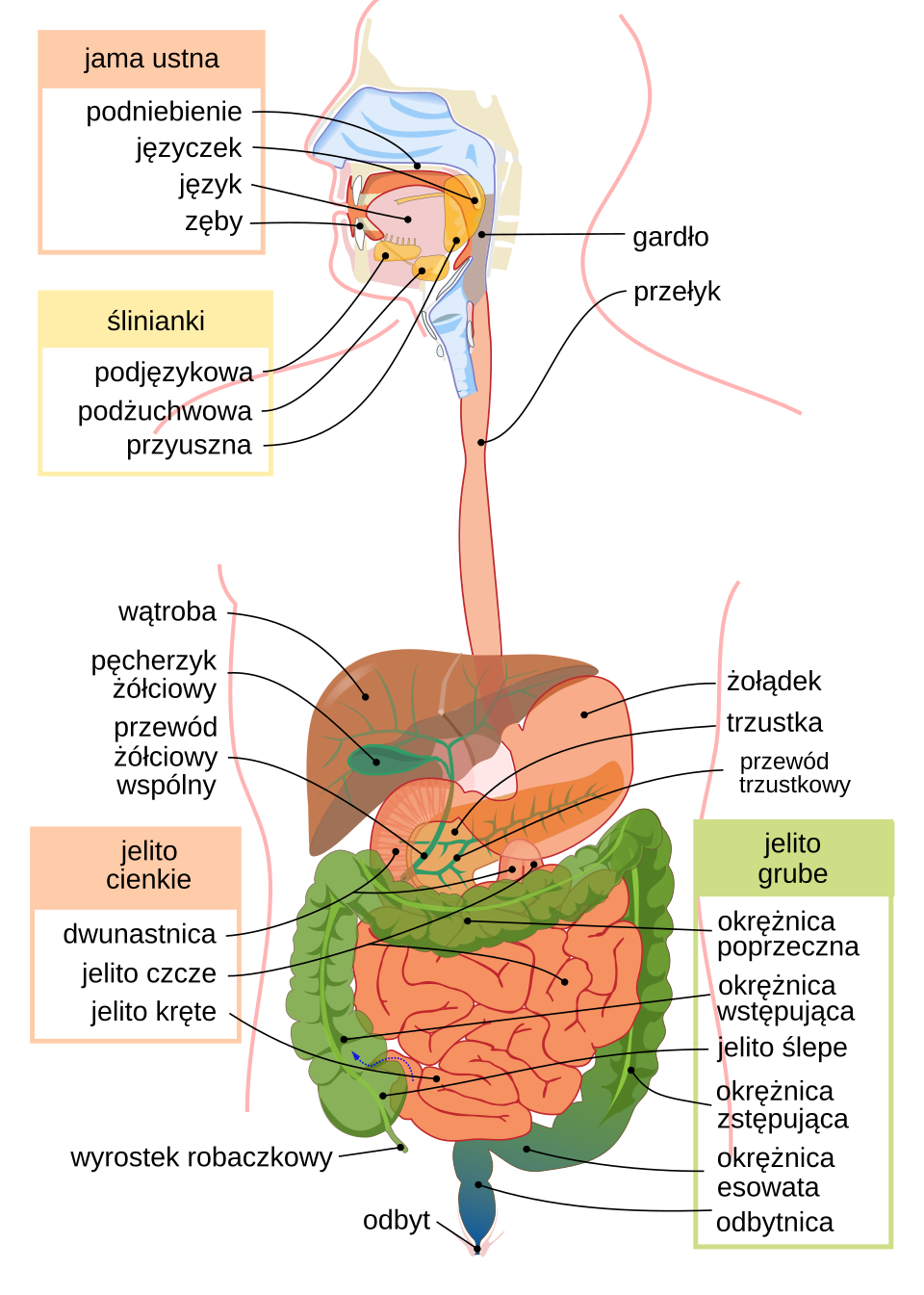 płuca żołądek anatomia trawienie wchłanianie kalorii vaping metabolizm schemat - Układ pokarmowy człowieka – Wikipedia, wolna encyklopedia