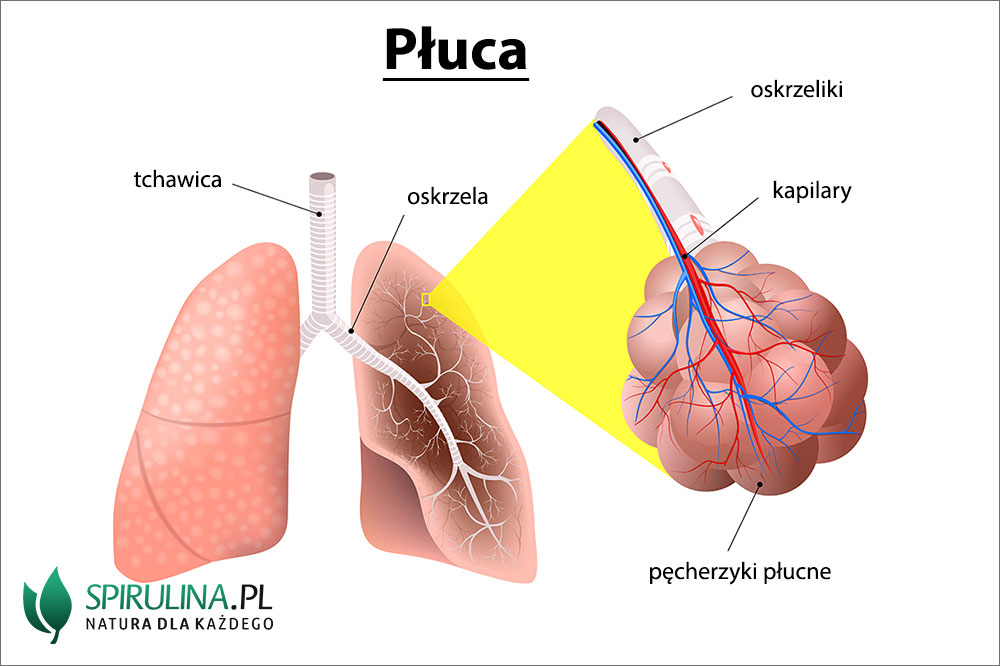 rzęski płucne ilustracja, cilia płuca schemat, mechanizm oczyszczania płuc - Płuca - algi Spirulina i Chlorella